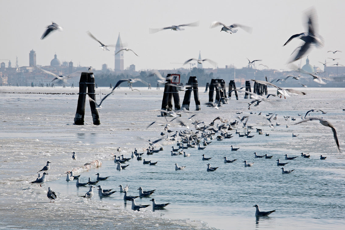 Limited Edition Prints